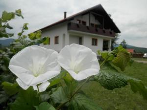 Zahrada ubytování Guesthouse Matija