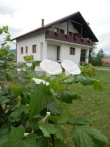 Zahrada ubytování Guesthouse Matija