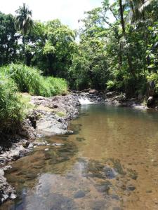 um riacho no meio de uma selva em Ti Plèn Kréol em Pointe-Noire