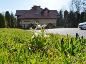 a white flower in the grass in front of a house at Willa Faustynka in Nałęczów