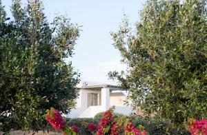 une maison blanche entre deux arbres avec des fleurs roses dans l'établissement Golden Sand Paros, à Chrissi Akti