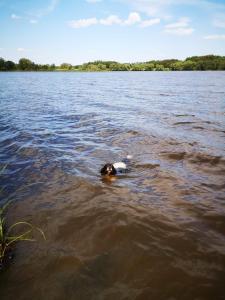 a dog swimming in a body of water at Ferienhäuser Pannier I und oder II in Gartow
