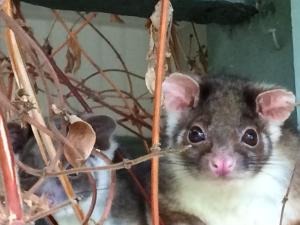 Altri animali domestici presso il bed & breakfast o nei dintorni