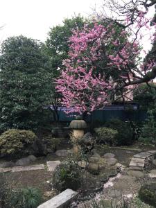 un árbol florido con flores rosas en un jardín en Mokkoan, en Tokio