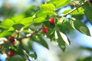 a bunch of red berries on a tree branch at The Olive Garden in Limenas