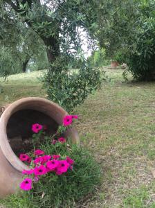 a pot filled with pink flowers in the grass at Tenuta Gaetano Spadaro in Capannori