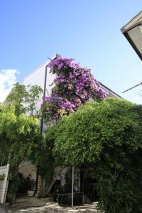 Zahrada ubytování Villa Grozdic