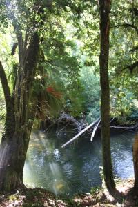 a fallen tree in the middle of a river at Cabaña Aroma de Campo in Villarrica