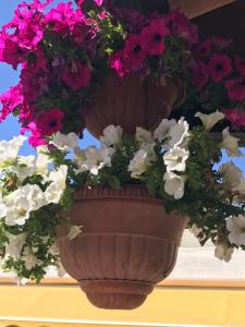Zahrada ubytování Hotel B&B Rispescia Grosseto