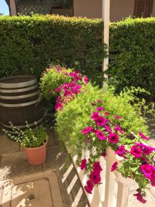 Zahrada ubytování Hotel B&B Rispescia Grosseto