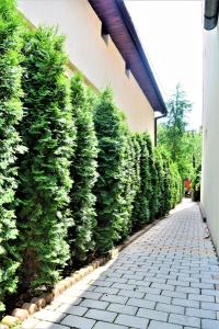 a hedge of evergreen trees next to a sidewalk at House Apartment Minerilor in Cluj-Napoca