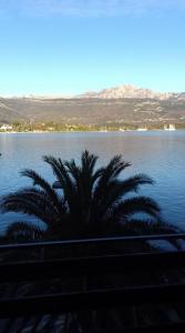 a palm tree in front of a large body of water at Apartments Odzic in Tivat