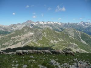 una manada de ovejas pastando en una montaña en Chalet Le Bois Noir, en Valdeblore