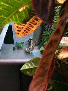 a close up of a plant with a toy on a table at Kook Hotel Tarifa in Tarifa