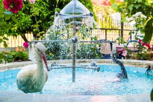 dos cisnes jugando en una fuente en una piscina en Elena Apartments, en Kanali