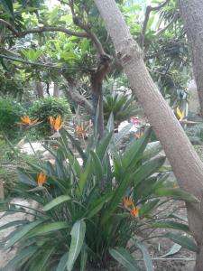un gruppo di fiori d'arancio accanto a un albero di Casa Millenovecento a Brindisi