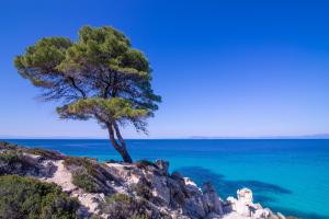 a tree on top of a cliff near the ocean at House Katerina Mediterranean in Sarti