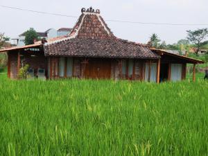 a house in a field of tall green grass at Alamanda Villas, Family Villas, Pool & Local Tours in Yogyakarta