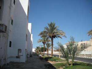 a street with palm trees next to a white building at Reemyvera in Hurghada