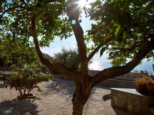 een boom waar de zon achter schijnt bij Antonio Massa Lubrense in Massa Lubrense
