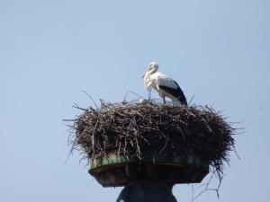 VilléにあるLes Cerisiersの棒の巣に座る鳥
