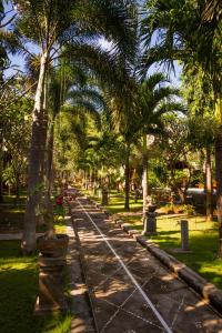 um caminho ladeado por palmeiras num parque em Oasis em Amed