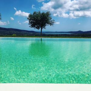 a tree in the water with a tree in the background at Villa Alba - Piscina Privata in Cugnana