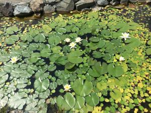 a pond filled with lily pads and white flowers at Der Weber - Haus der Zukunft in Hermagor