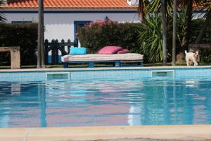 a dog is standing next to a swimming pool at Monte de Portugal in Montargil