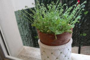 Zahrada ubytování Gialì