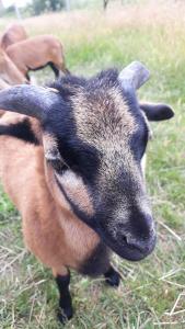 uma cabra castanha e preta parada na relva em Nad Zalewem em Jaszczurowa