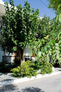 Vonkajšia záhrada v ubytovaní Oasis Studios