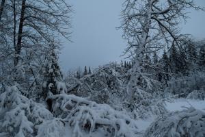 Gallery image of Skiview #103 in Girdwood