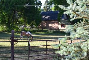 a horse grazing in a field behind a fence at The Osborne in Spring City