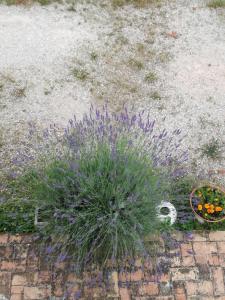 A garden outside Il Gallo Del Vicino
