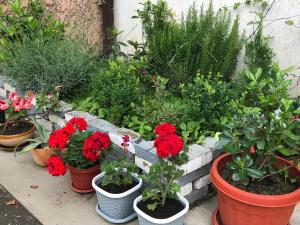 a bunch of plants and flowers in pots at Guest house Y morya in Sukhum