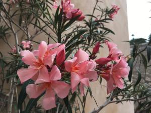 a bunch of pink flowers in a vase at Vieille Ville 2 - La Petite Maison à Safranier, 2 bedrooms, max 4 adults and 2 kids in Antibes