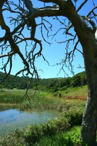 a tree next to a pond in a field at Thunzi Bush Lodge in Beach View