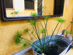 Un jardín fuera de Hostal Andaina
