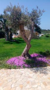 a tree in a field of purple flowers at Tramonto A Nordovest in Favignana