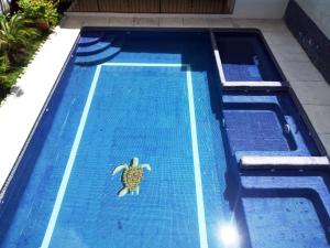 a turtle in the middle of a swimming pool at Hotel Imperial Jojutla in Jojutla de Juárez