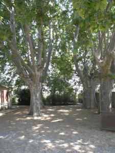 een rij bomen met hun schaduwen op de grond bij aile d'un ancien mas in La Roque-dʼAnthéron