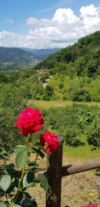 Dos rosas rojas en una valla con vistas en Relax nella Natura, en Bolano