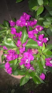 グレにあるKonak Lapeistra Hotelの鉢の紫花束