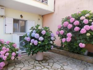 a group of pink and blue flowers in front of a window at Pansion Filoxenia Apartments & Studios in Tsoukalades
