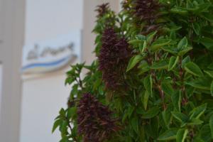 Jardín al aire libre en Al Mare Hotel