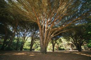 Foto dalla galleria di Kampaoh Los Caños a Los Caños de Meca