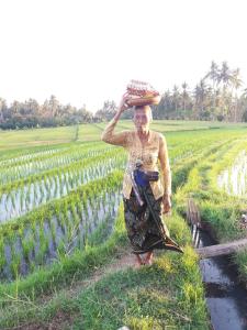 a woman walking in a field with a basket on her head at Villa Gede Private Guest House in Selemadeg