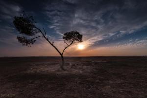a tree in the middle of a field with the sunset at Or Gani in Arad