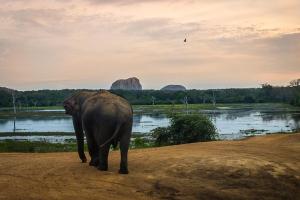 Mynd úr myndasafni af Hotel Royal Safari í Sauraha